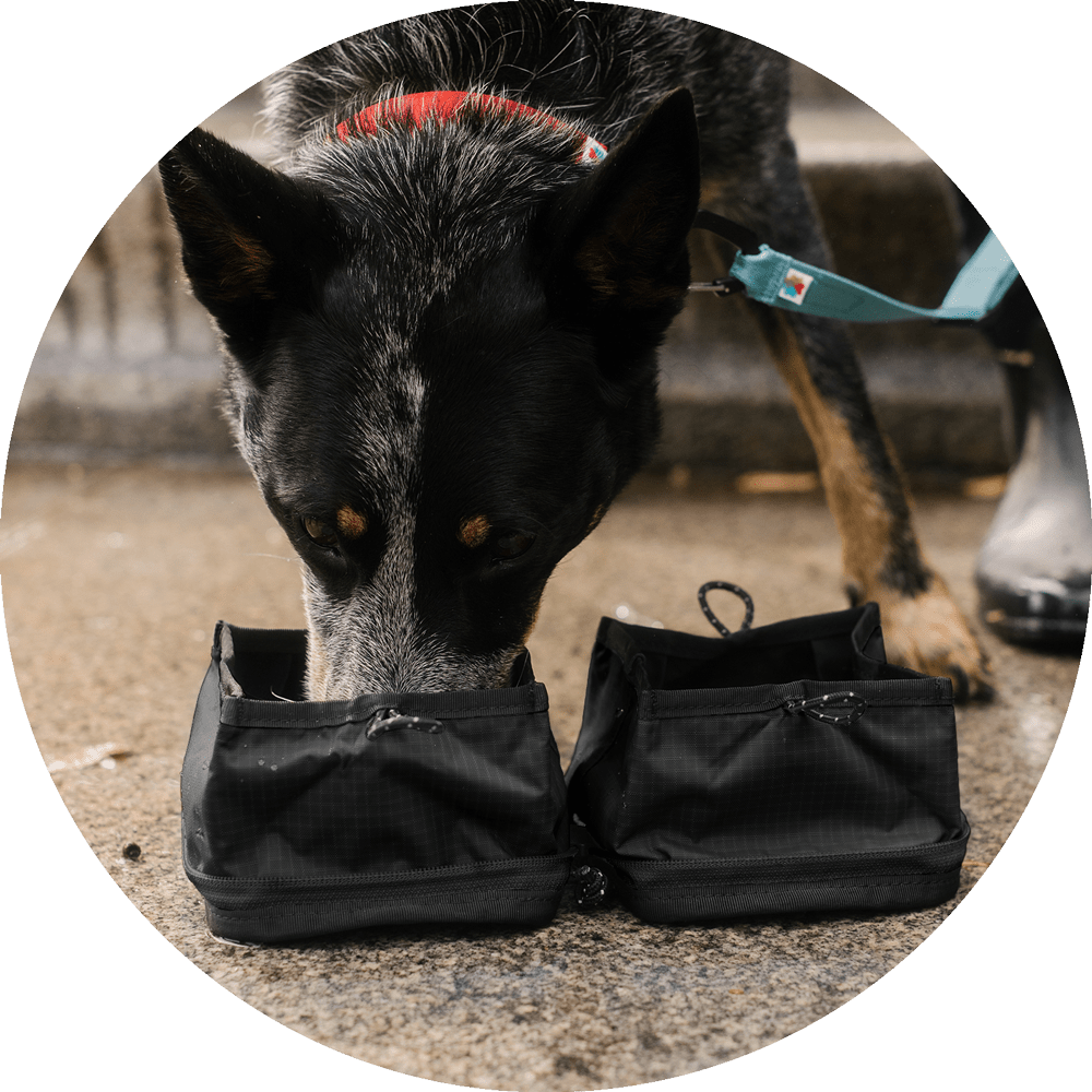 Bernal Pop-Up Dog Bowl