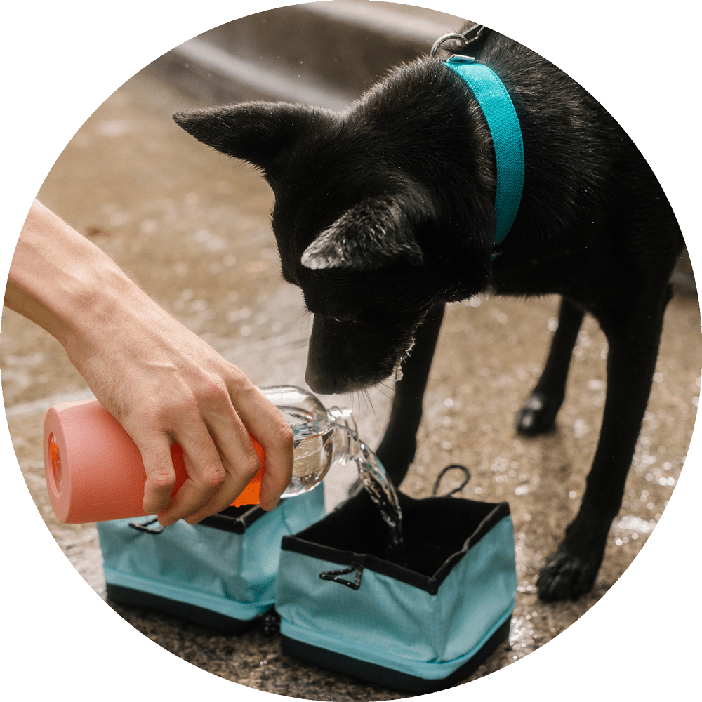 Bernal Pop-Up Dog Bowl