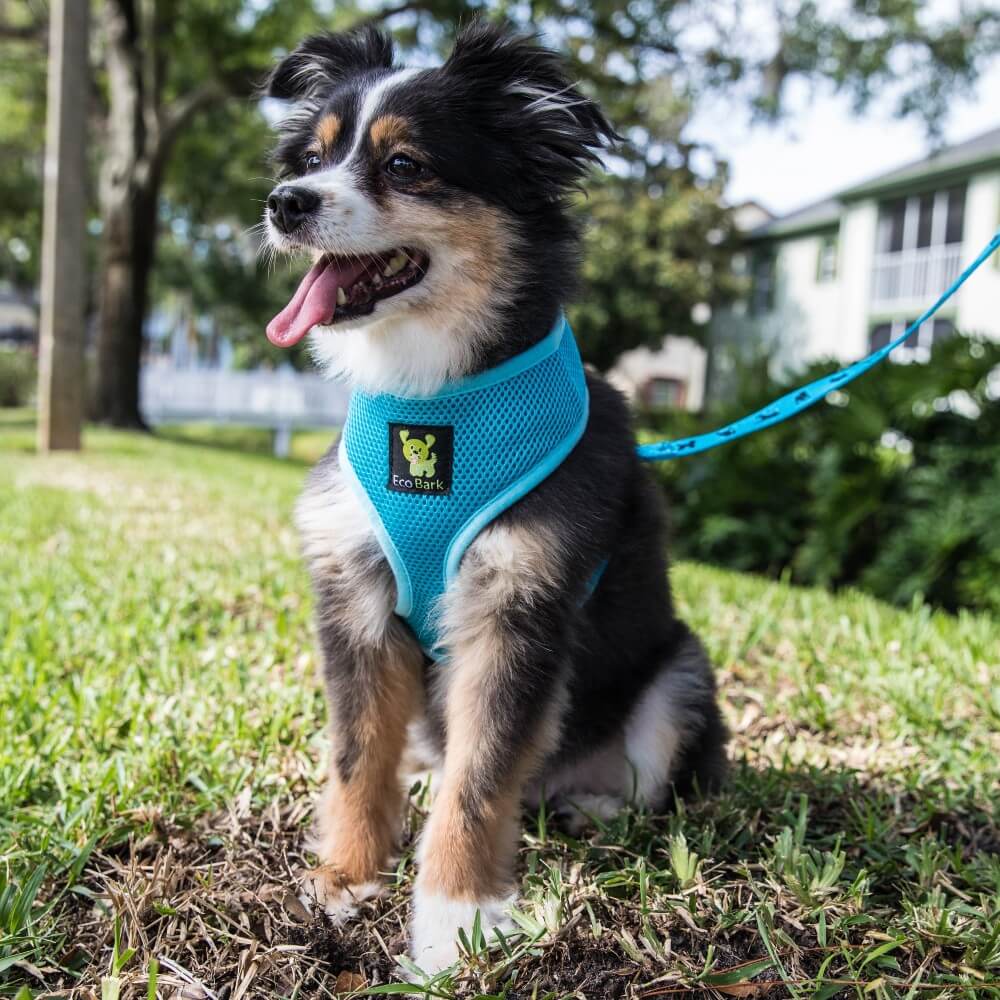 Sky Blue Comfort Grip Dog Leash, 4 to 6 ft