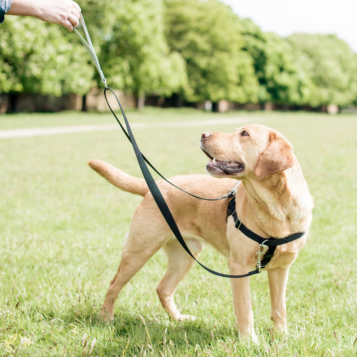 Rust 1″ Only Freedom No-Pull Dog Harness