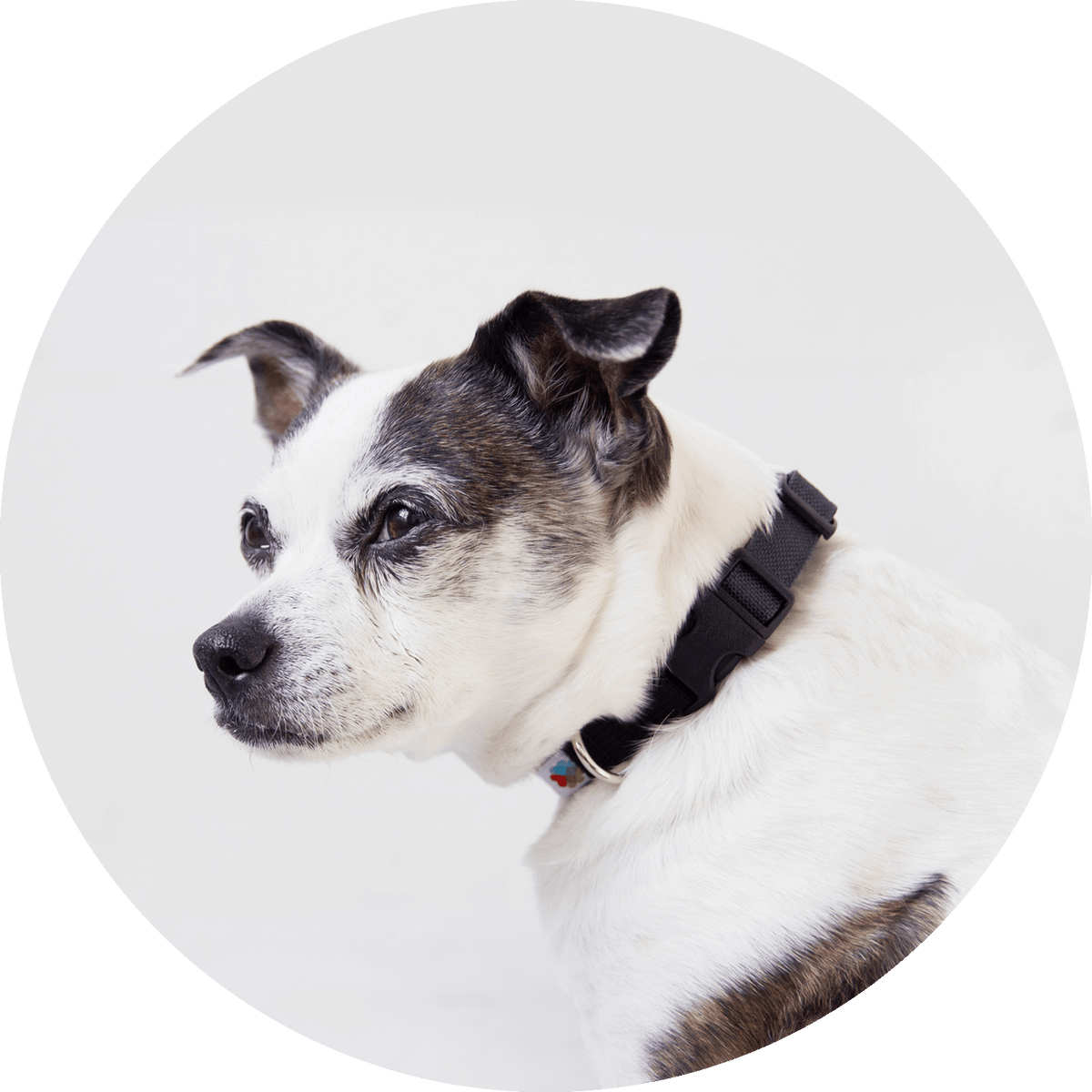 Funston Classic Dog Collar