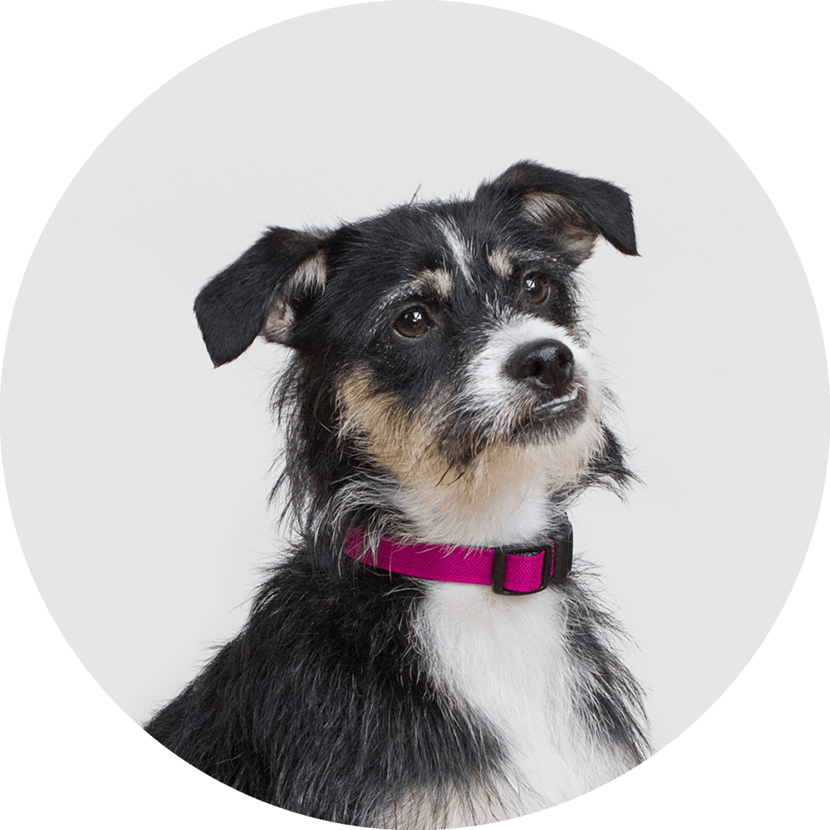 Funston Classic Dog Collar
