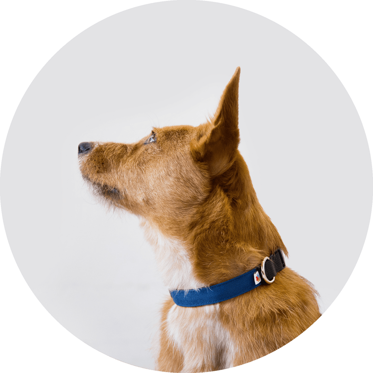Funston Classic Dog Collar