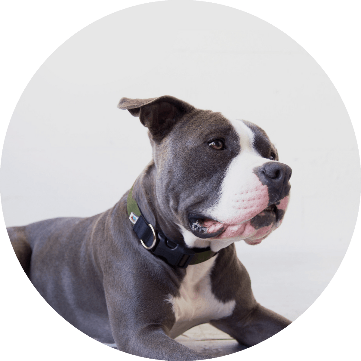 Funston Classic Dog Collar