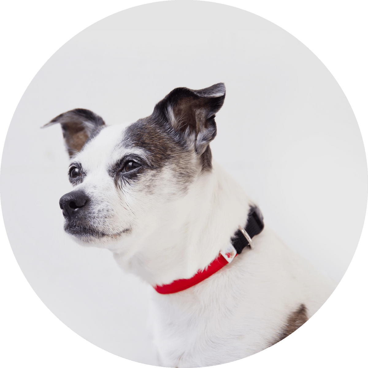 Funston Classic Dog Collar
