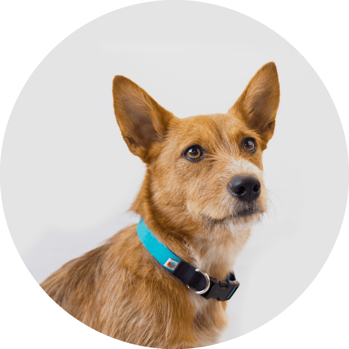 Funston Classic Dog Collar