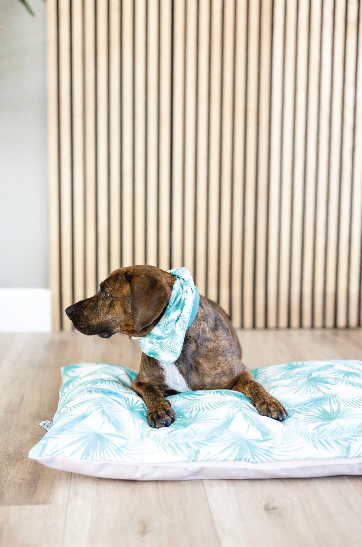 Capri Dog Bed