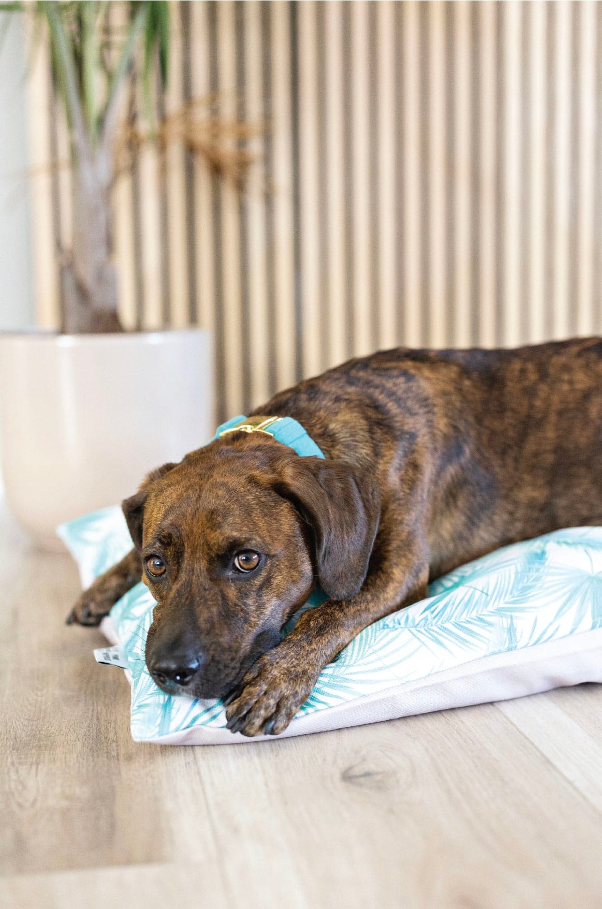 Capri Dog Bed