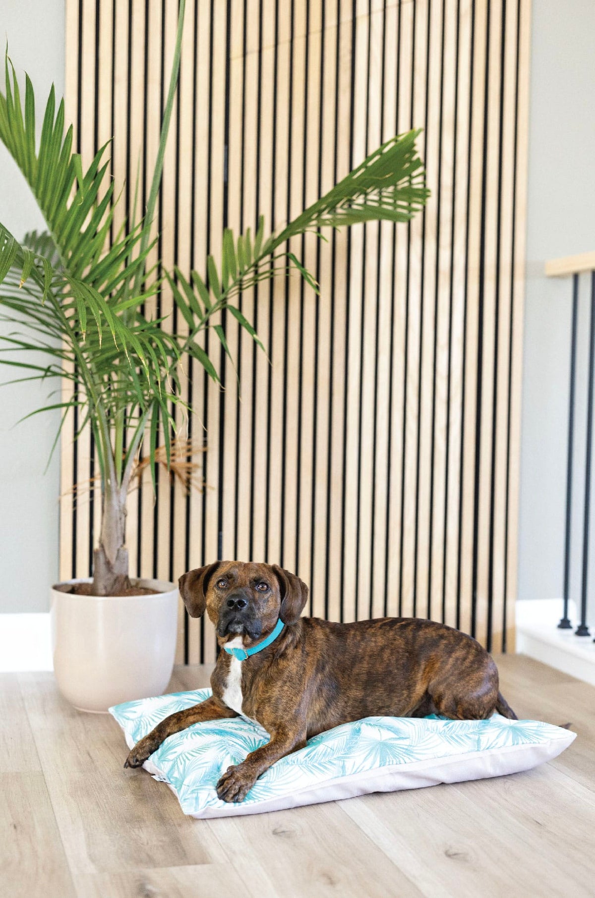 Capri Dog Bed