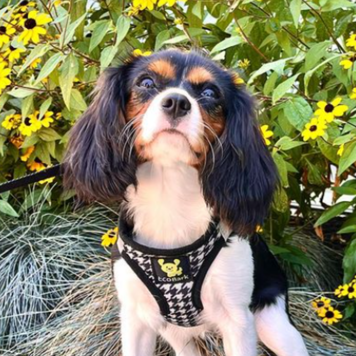 Houndstooth Step-In Dog Harness, Reflective Mesh, Teacup to XL
