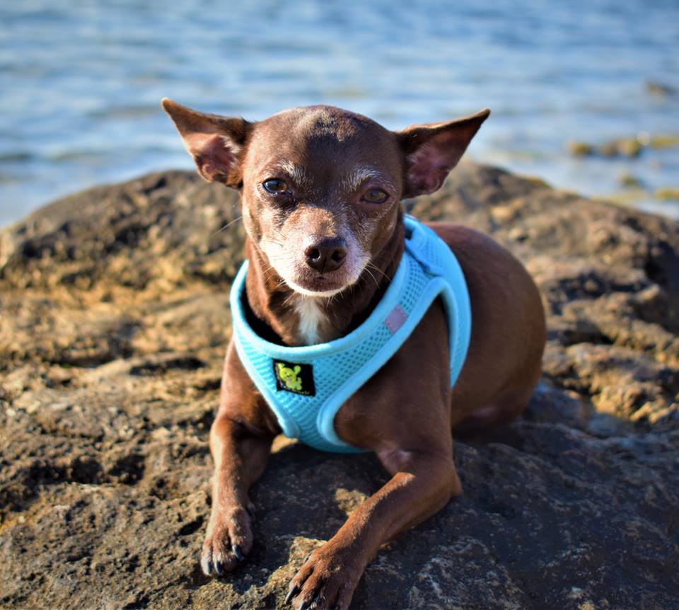 Sky Blue Step-In Dog Harness, Reflective Mesh, Teacup to XL