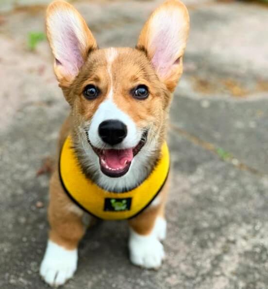 Yellow Over-the-Head Dog Harness, Vest Halter, XS to XX-Large