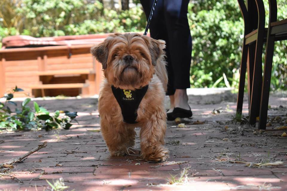 Black Over-the-Head Dog Harness, Vest Halter, XS to XX-Large