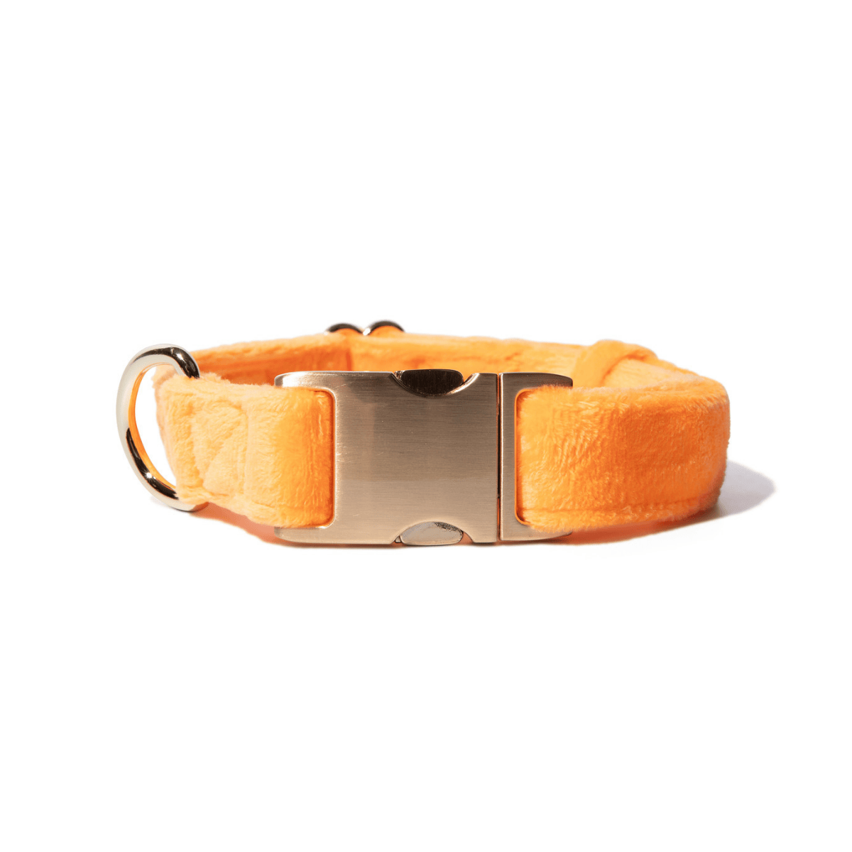 Ezra Dog Collar