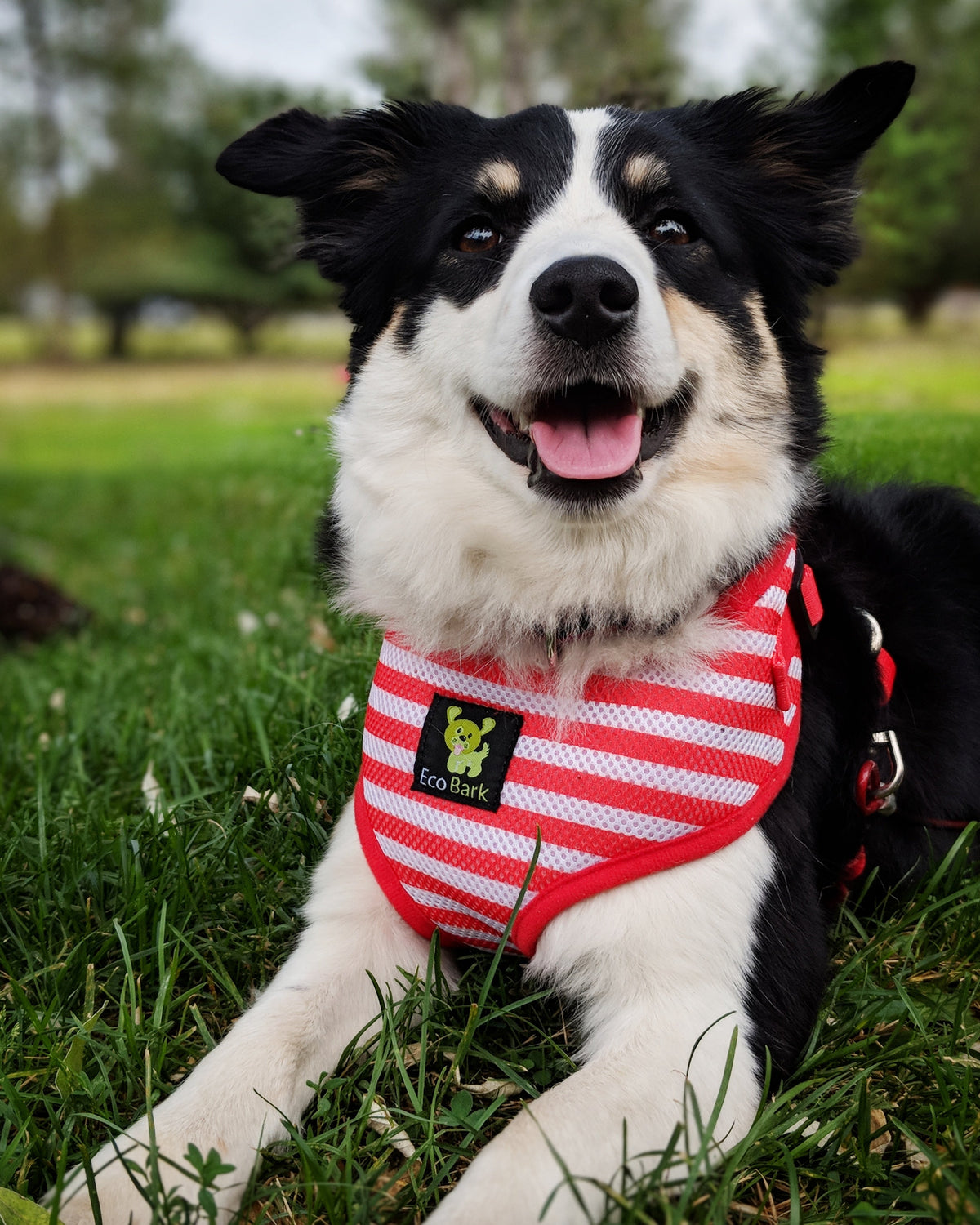 Custom-Fit Harness & Leash Combo, Red Stripe
