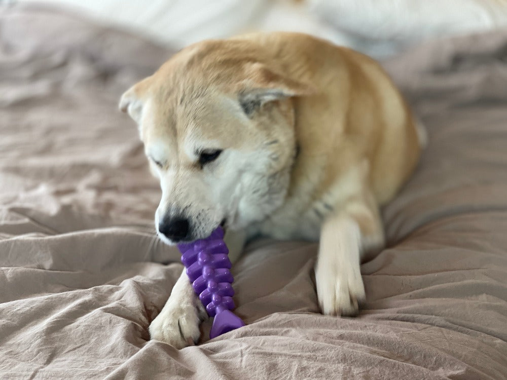 Fish Bone Nylon Chew Toy