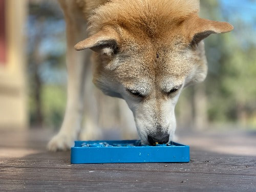 Waiting Dogs eTray Shallow Slow Feeder Bowl