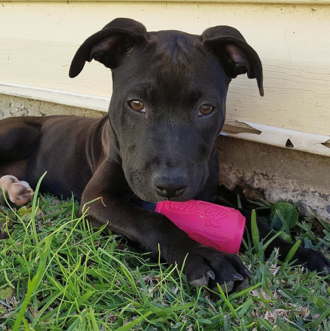 Puppy Can Toy Rubber Chew Toy Small