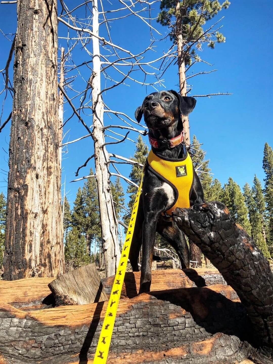 Yellow Comfort Grip Dog Leash, 4 to 6 ft