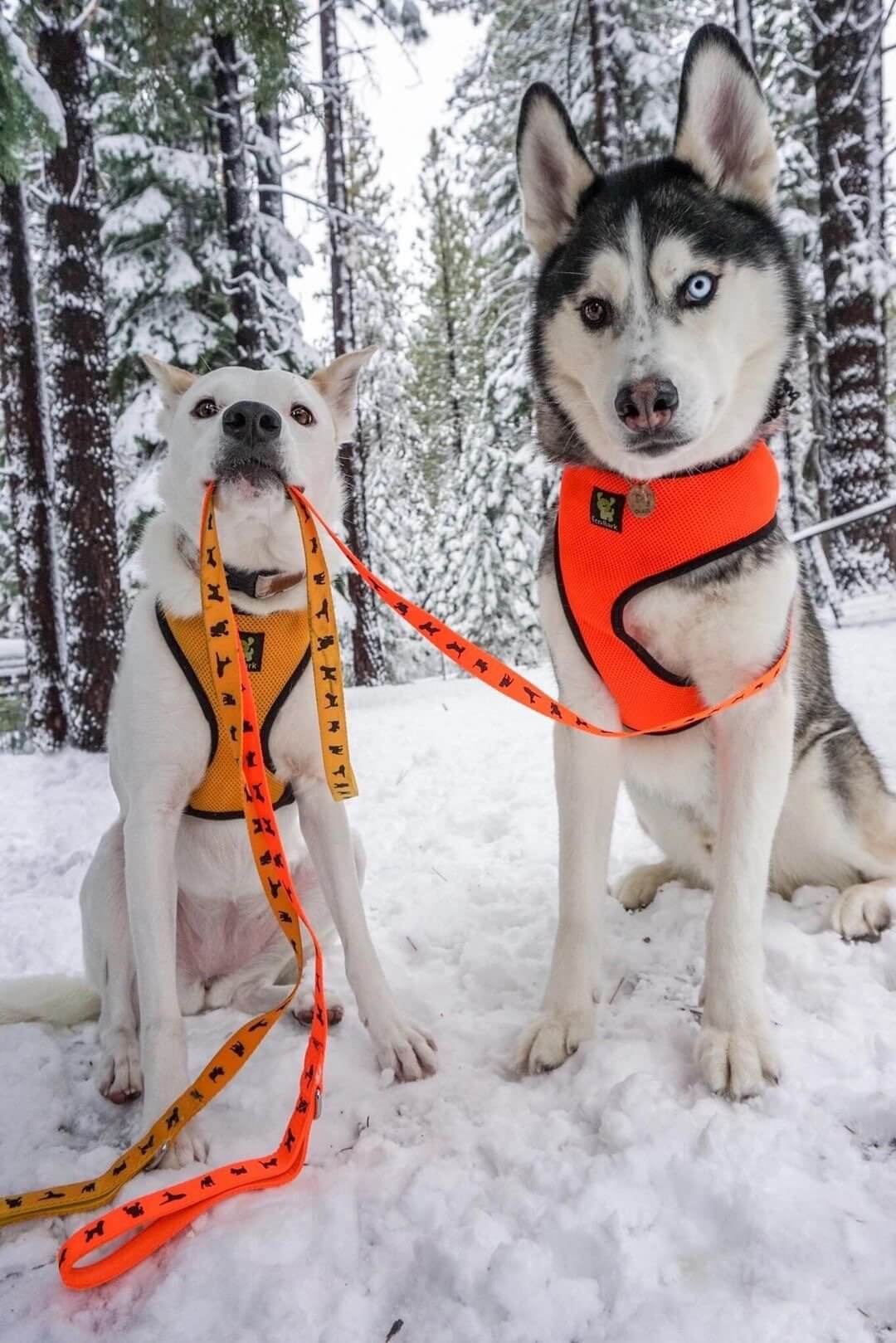 Safety Orange Comfort Grip Dog Leash, 4 to 6 ft