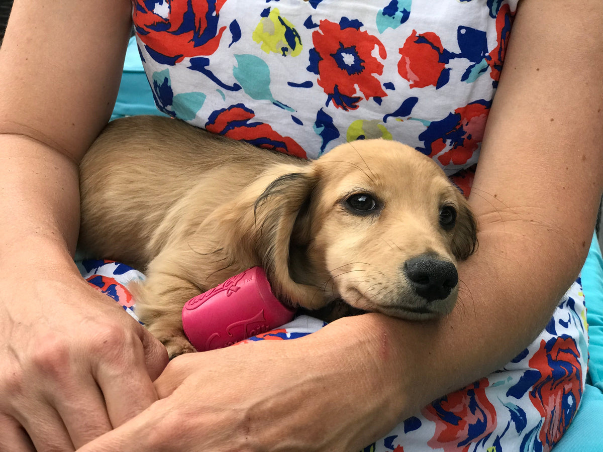 Puppy Can Toy Rubber Chew Toy Small