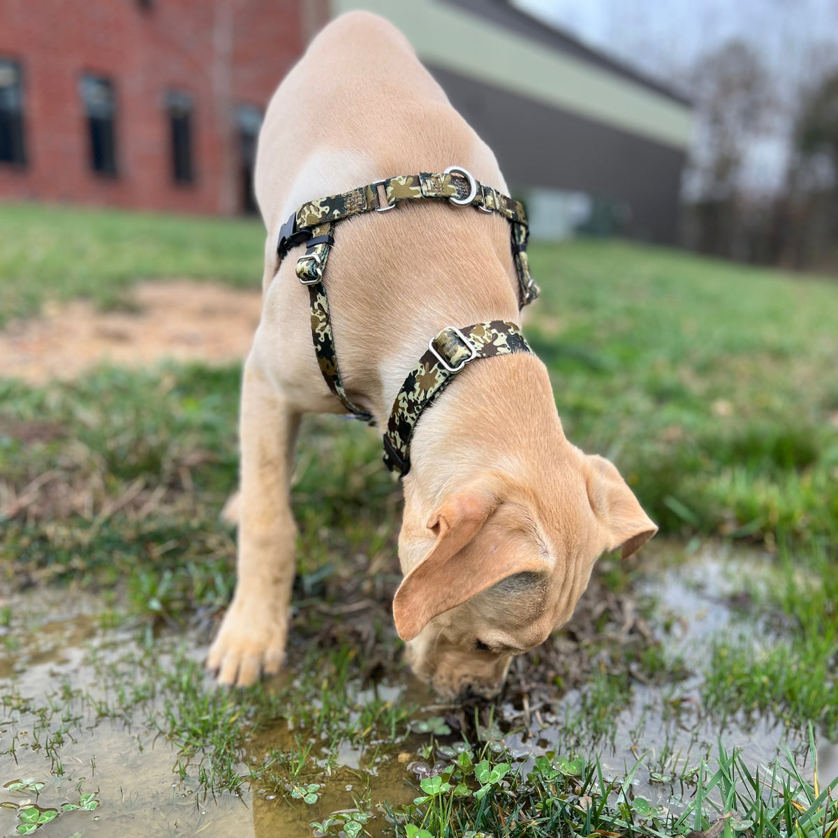 Archie Loves Mud EarthStyle Dog Collar