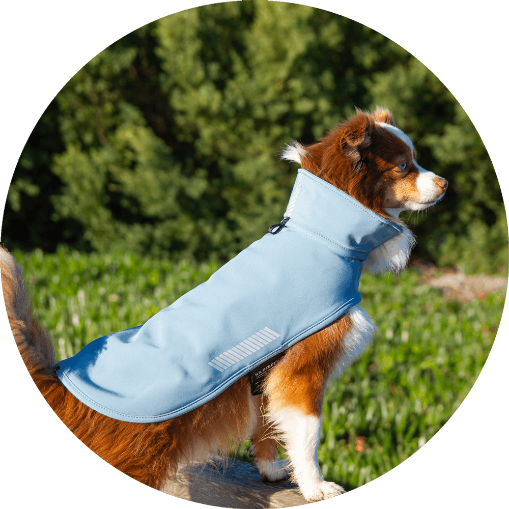 All Weather Dog Jacket