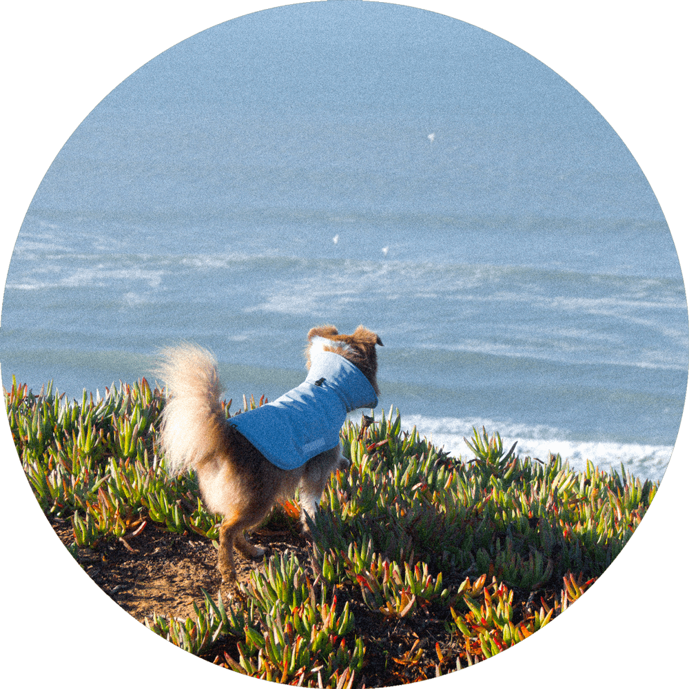 All Weather Dog Jacket