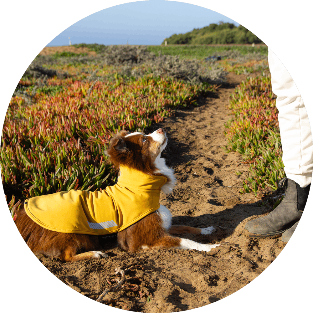 All Weather Dog Jacket