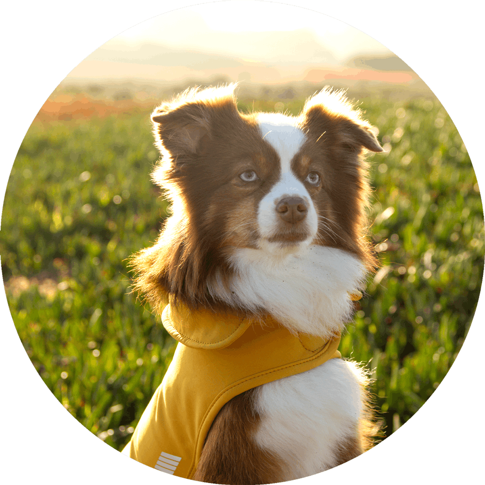 All Weather Dog Jacket