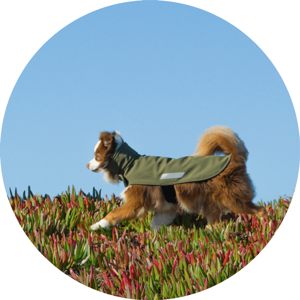 All Weather Dog Jacket