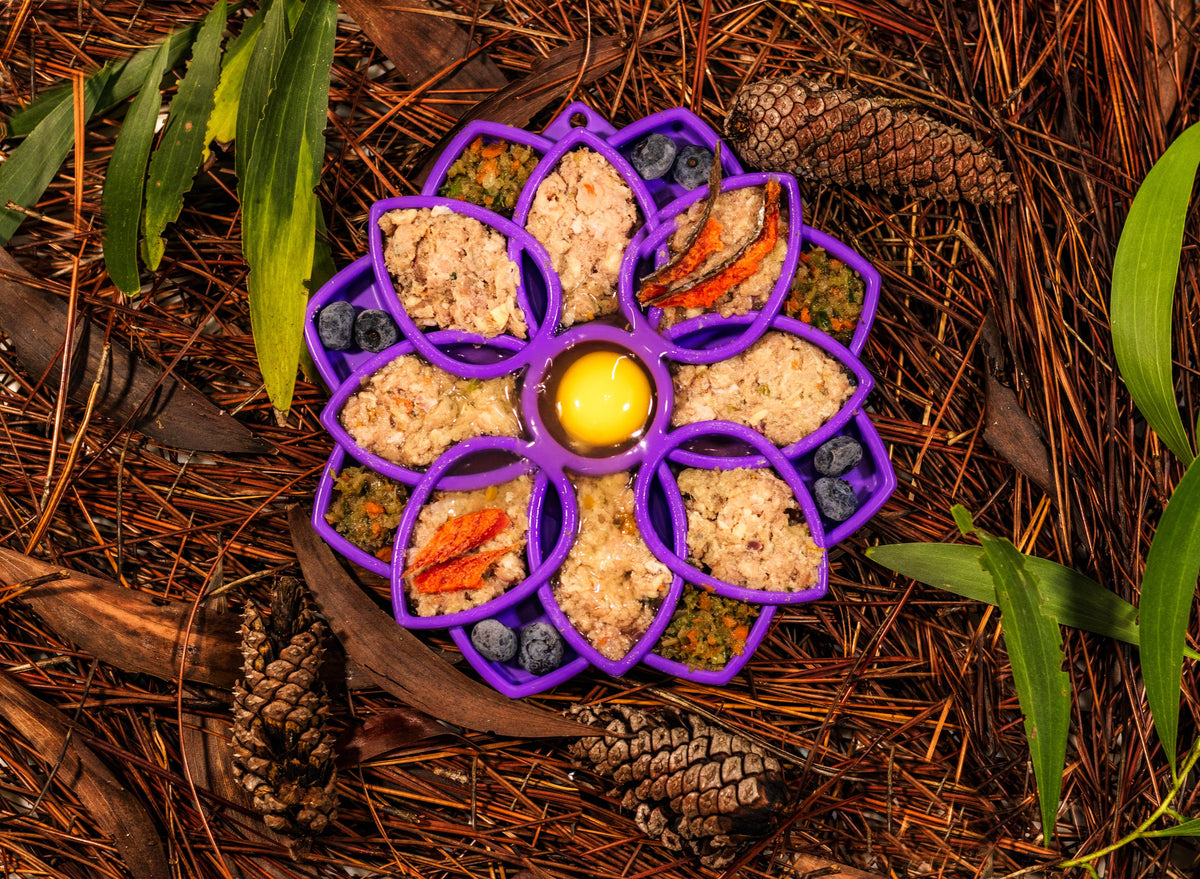 Raw Instincts lamb and sardine blend in a purple flower shaped lick mat with blueberries and an egg yolk center, on pine needles.