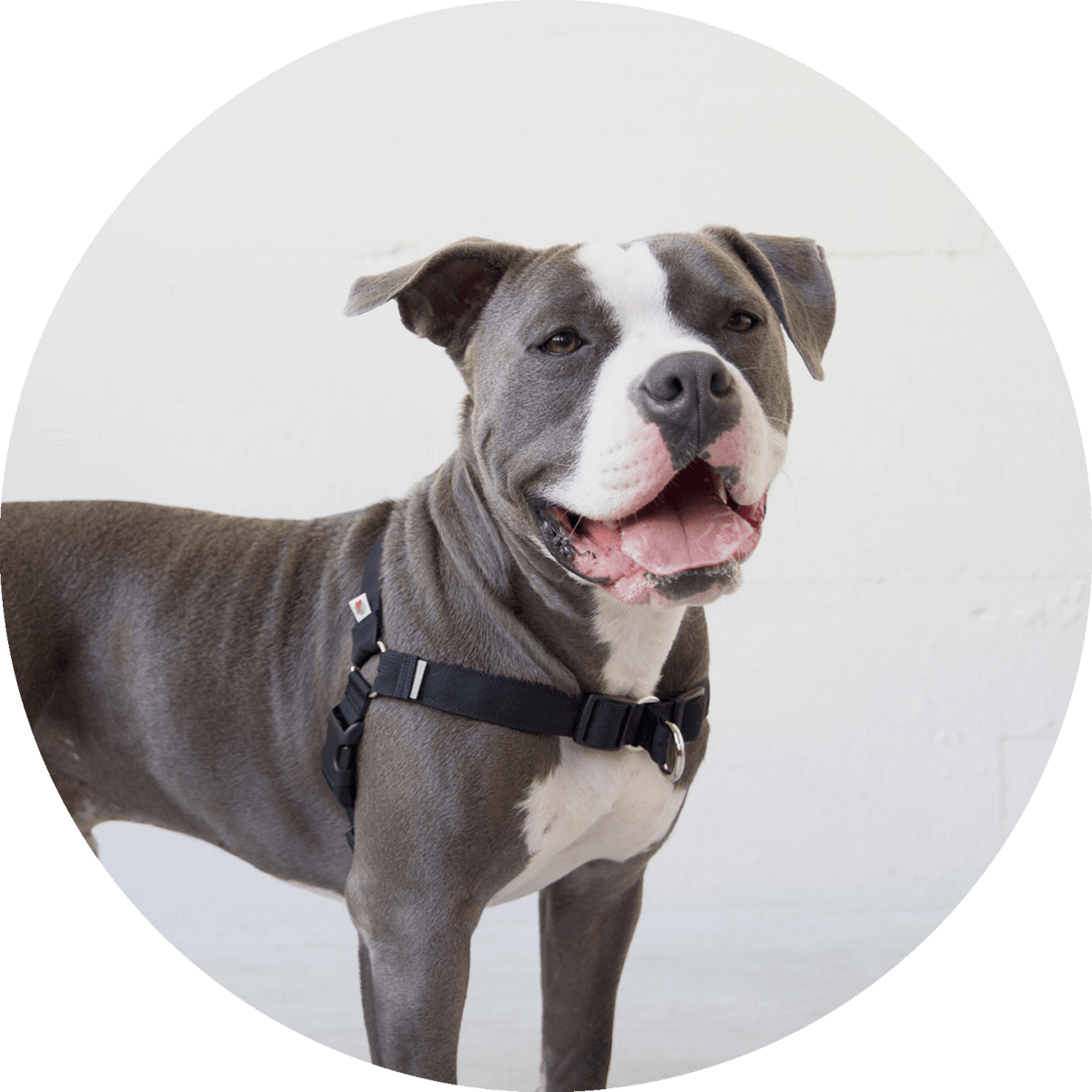 Linden No-Pull Dog Harness