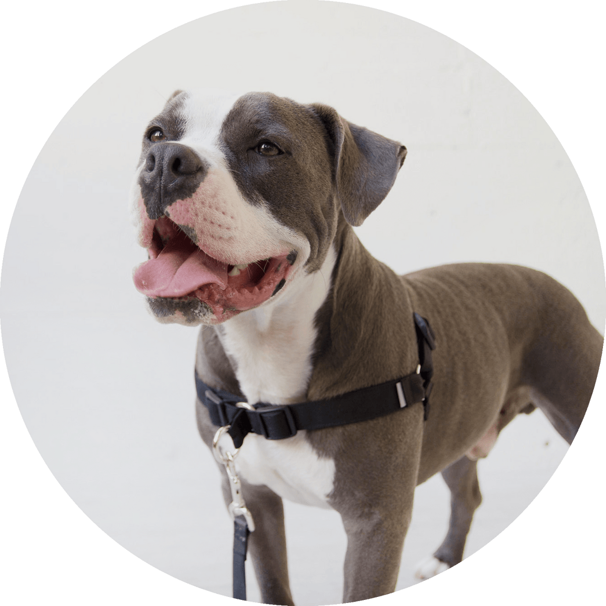 Linden No-Pull Dog Harness