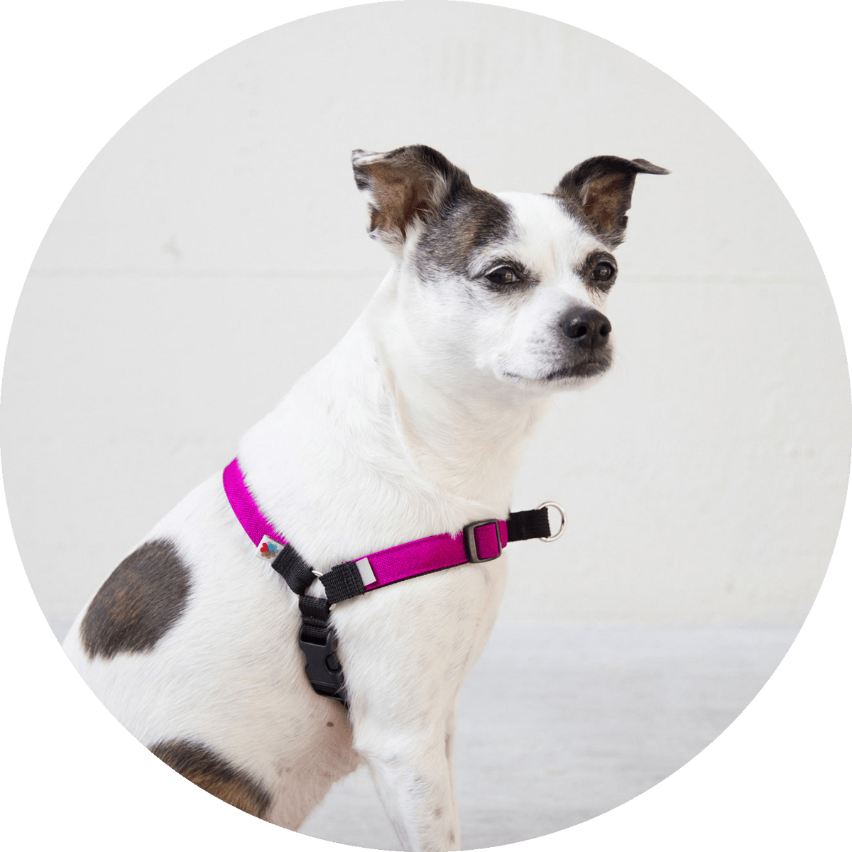 Linden No-Pull Dog Harness