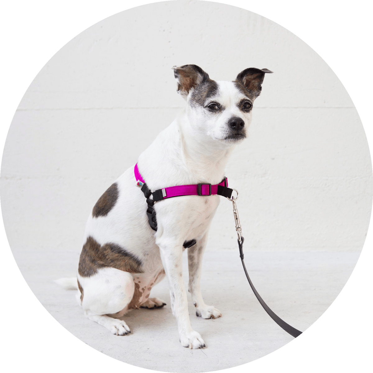Linden No-Pull Dog Harness