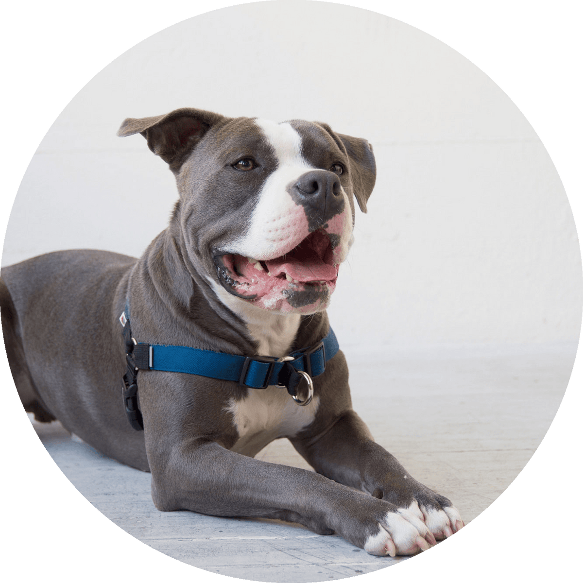 Linden No-Pull Dog Harness