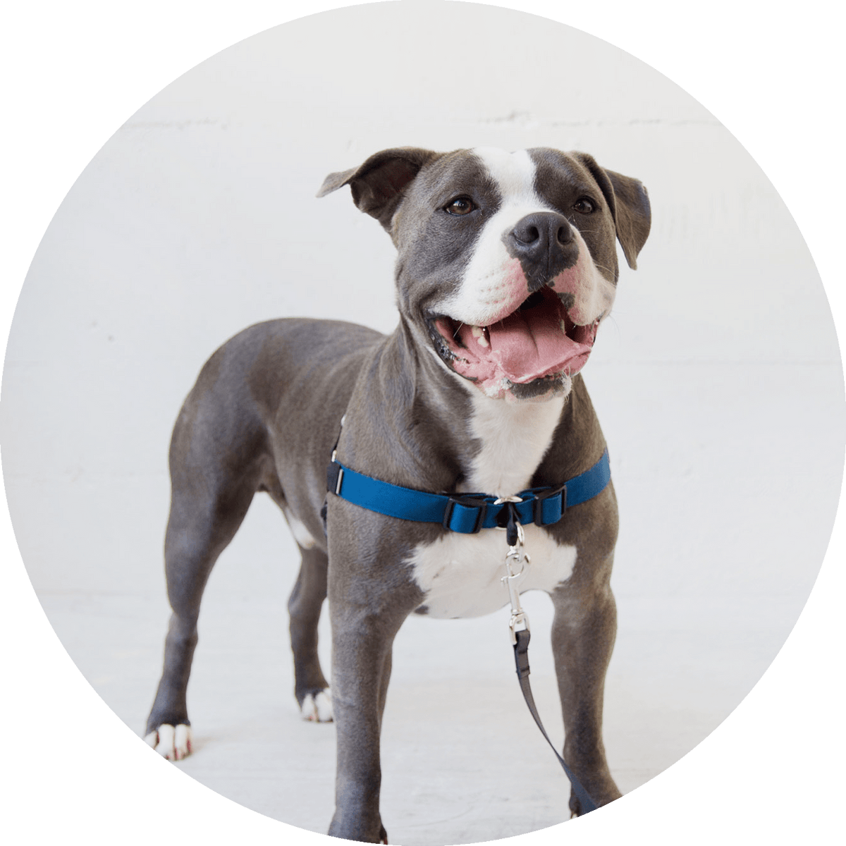 Linden No-Pull Dog Harness