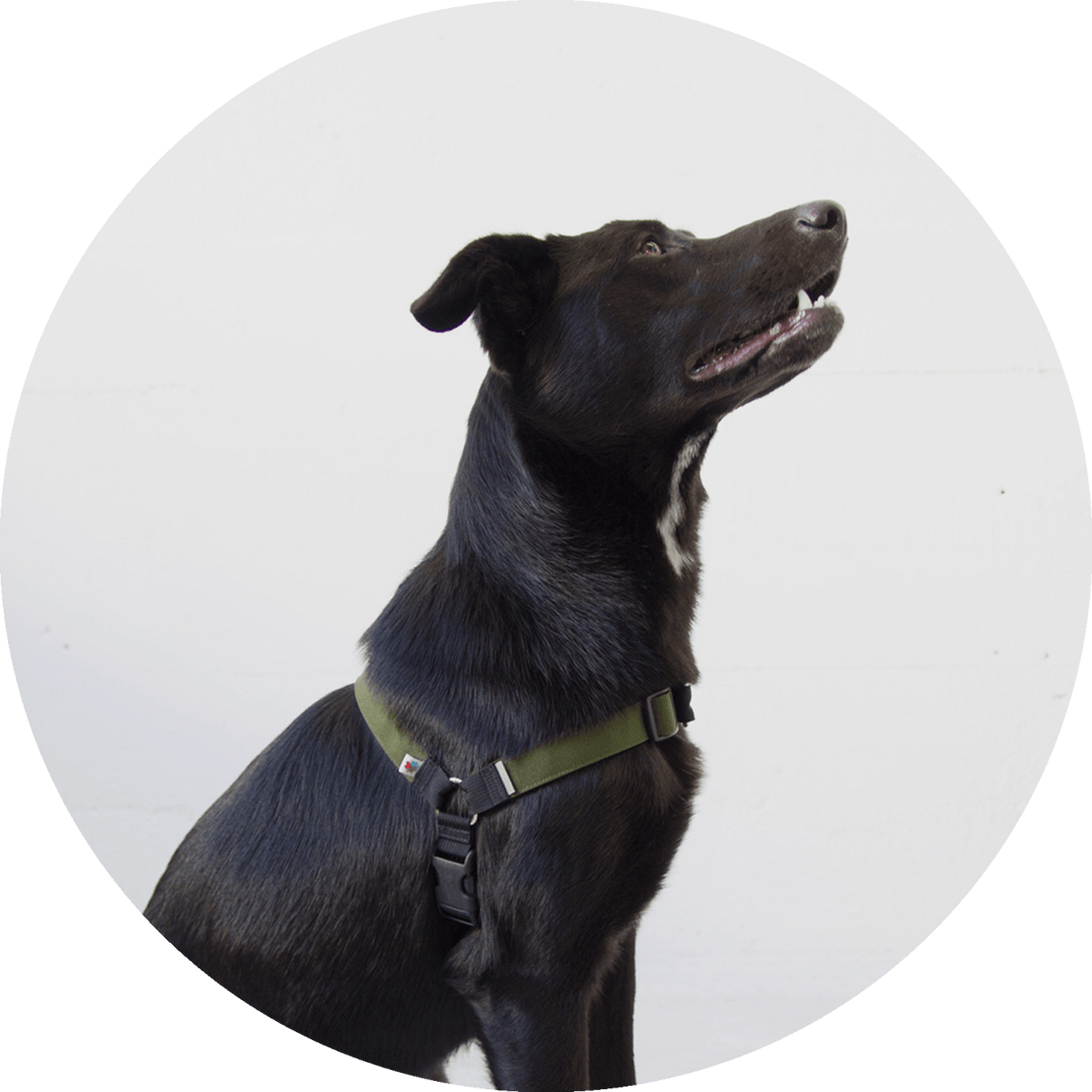 Linden No-Pull Dog Harness