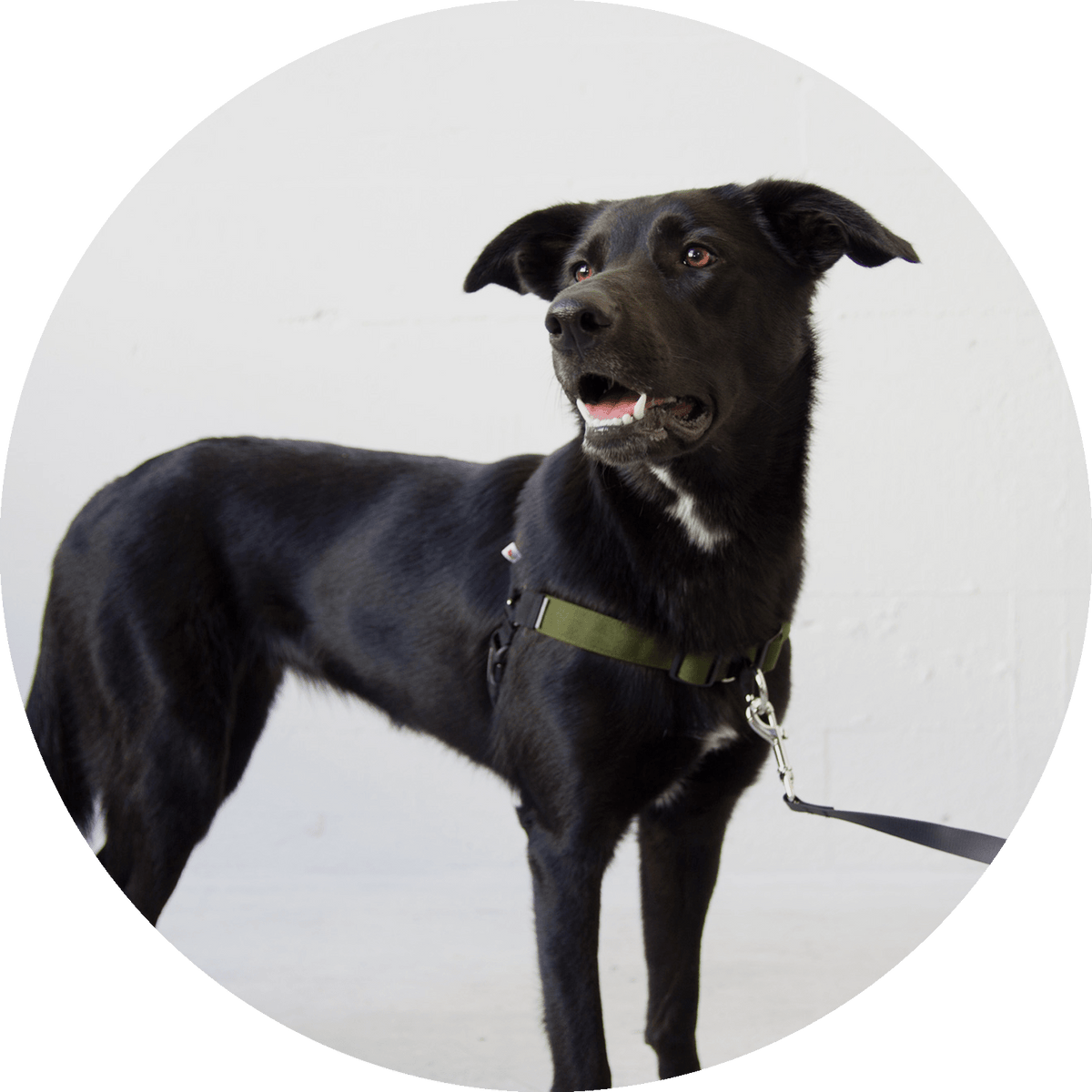 Linden No-Pull Dog Harness