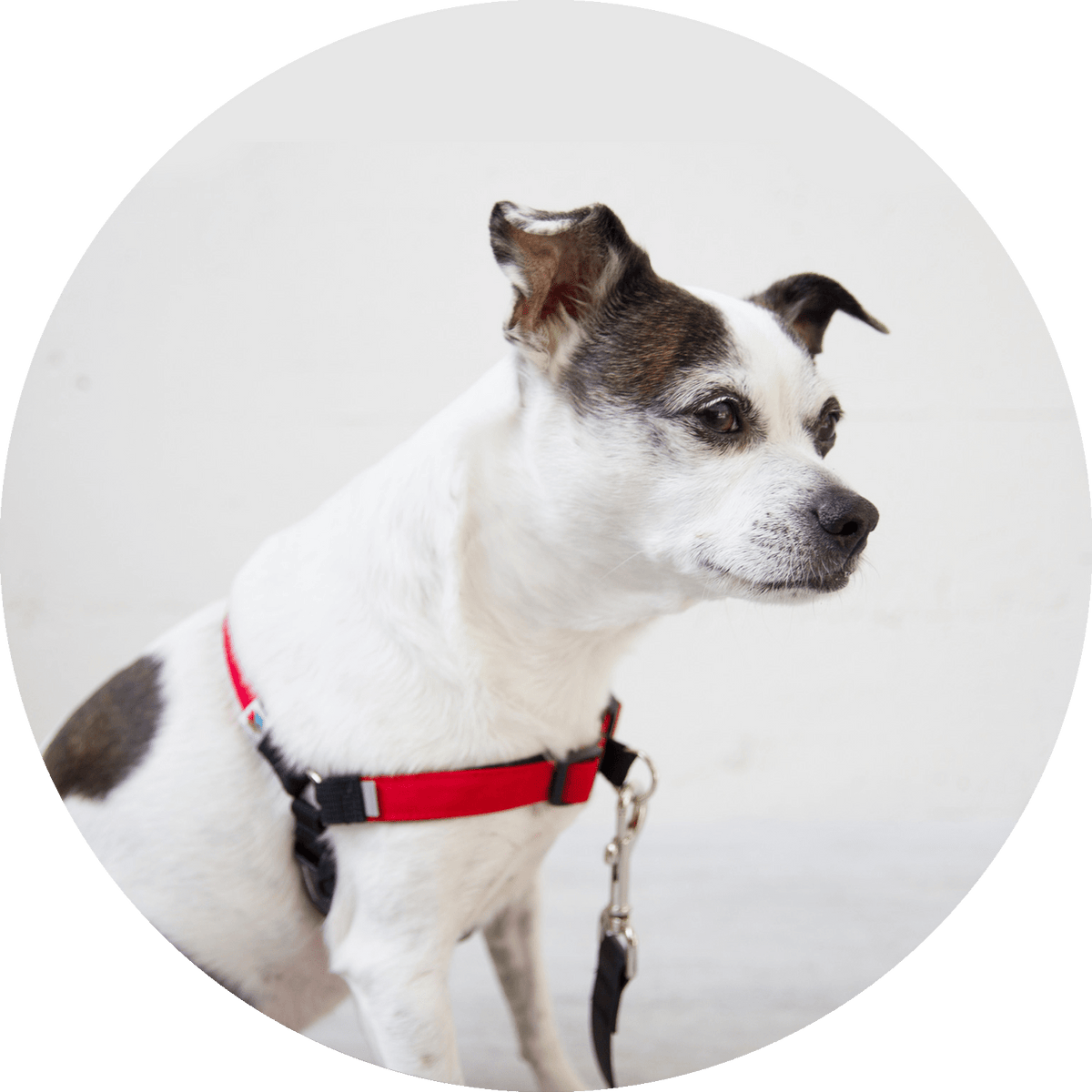 Linden No-Pull Dog Harness