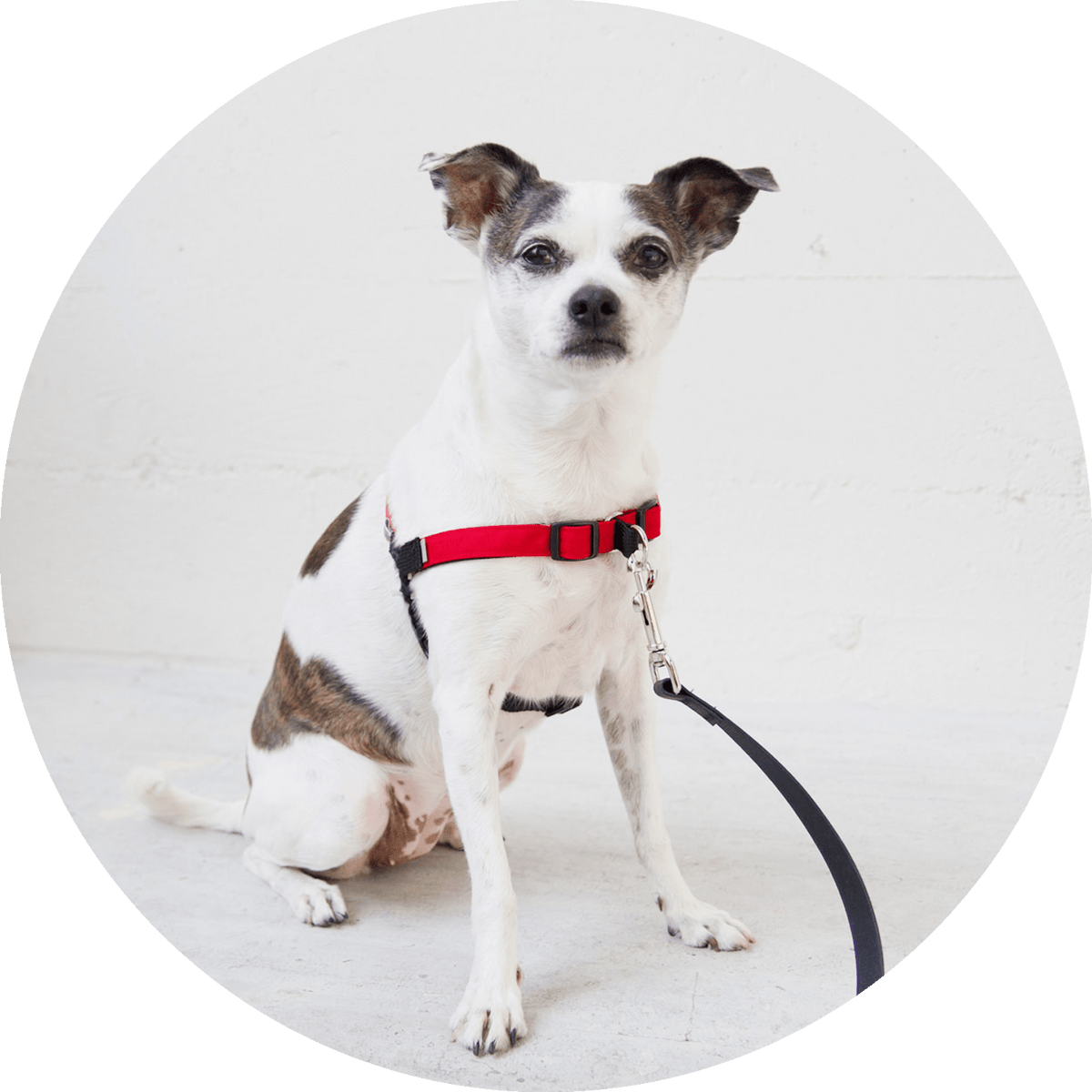 Linden No-Pull Dog Harness