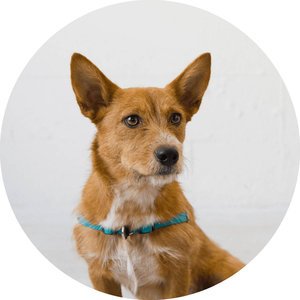 Linden No-Pull Dog Harness