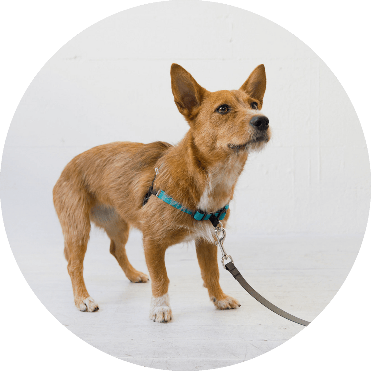Linden No-Pull Dog Harness