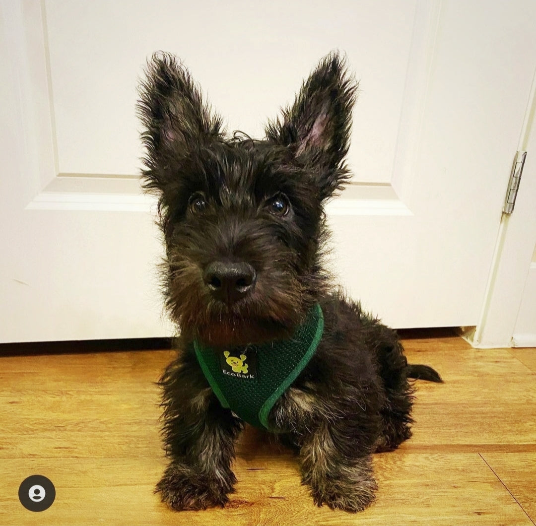 Over-the-Head Dog Harness, Vest Halter, Forest Green