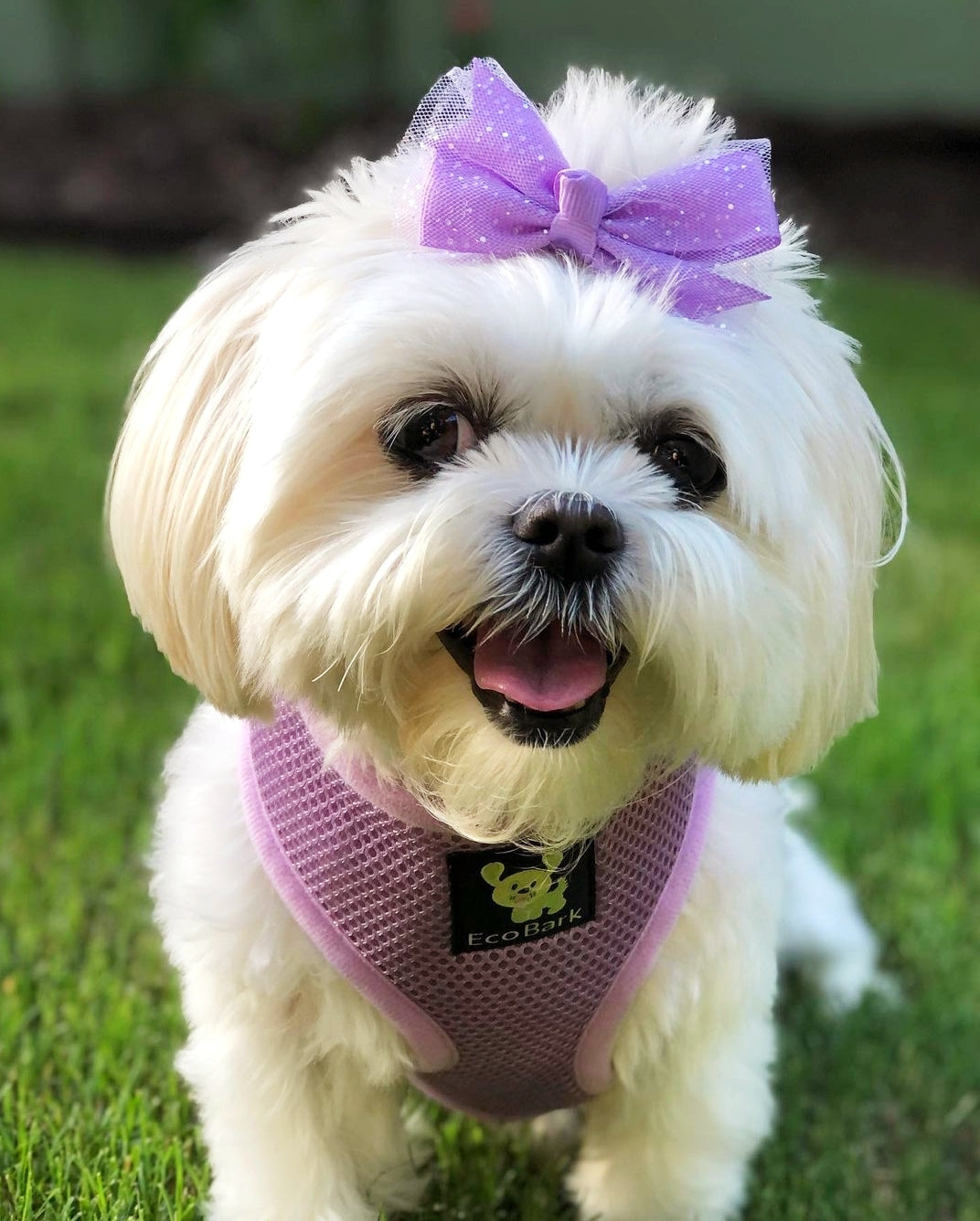 Over-the-Head Dog Harness, Vest Halter, Lavender