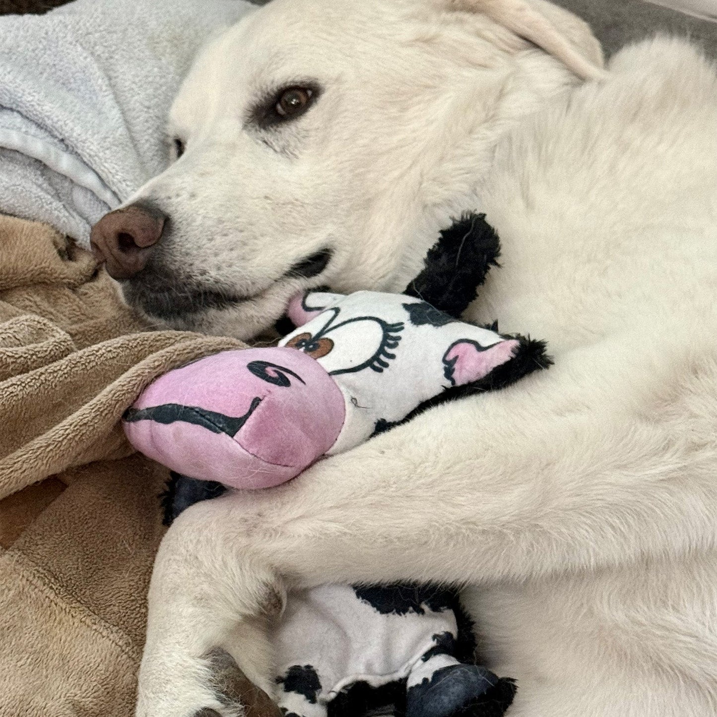 Moo-Ria the Cow Crinkle Fetch Toy