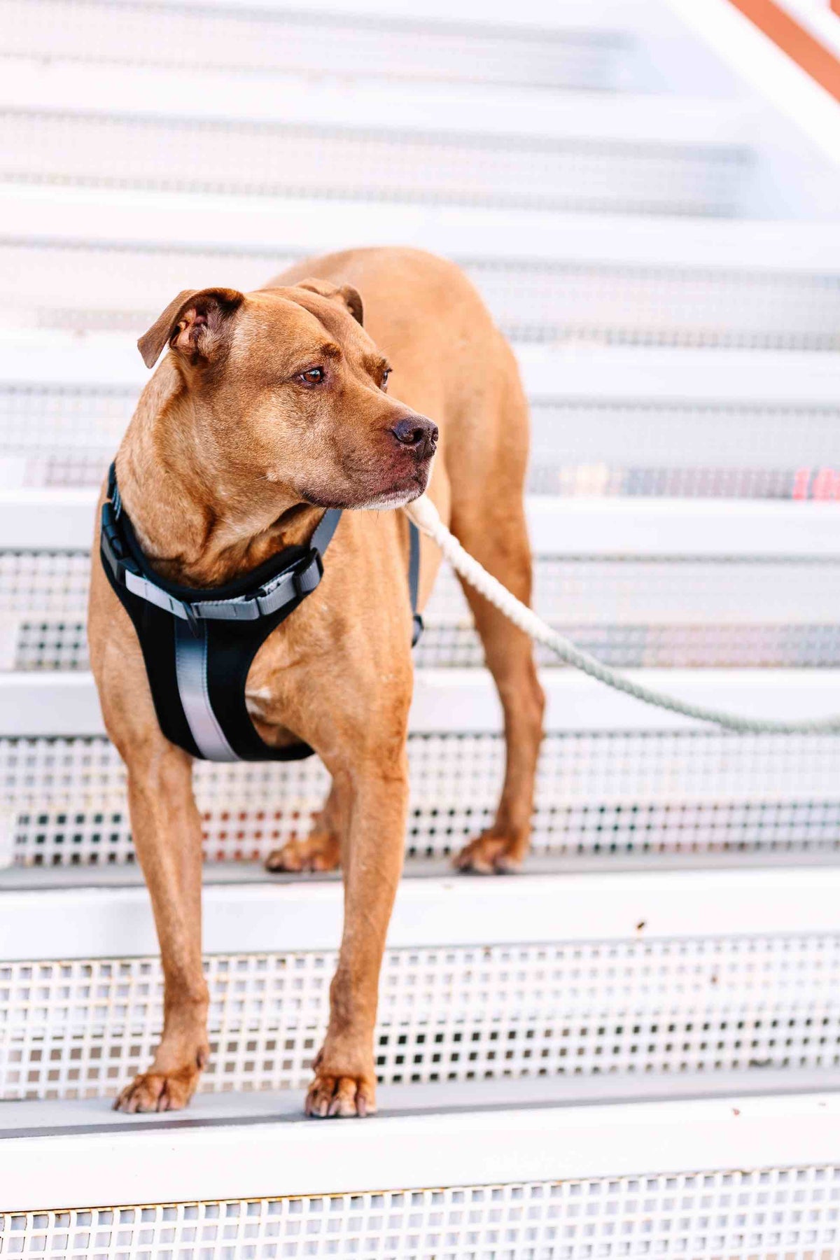 Rowan Dog Harness