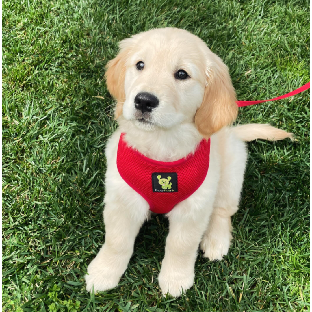 Cherry Red Over-the-Head Dog Harness, Vest Halter, XS to XX-Large