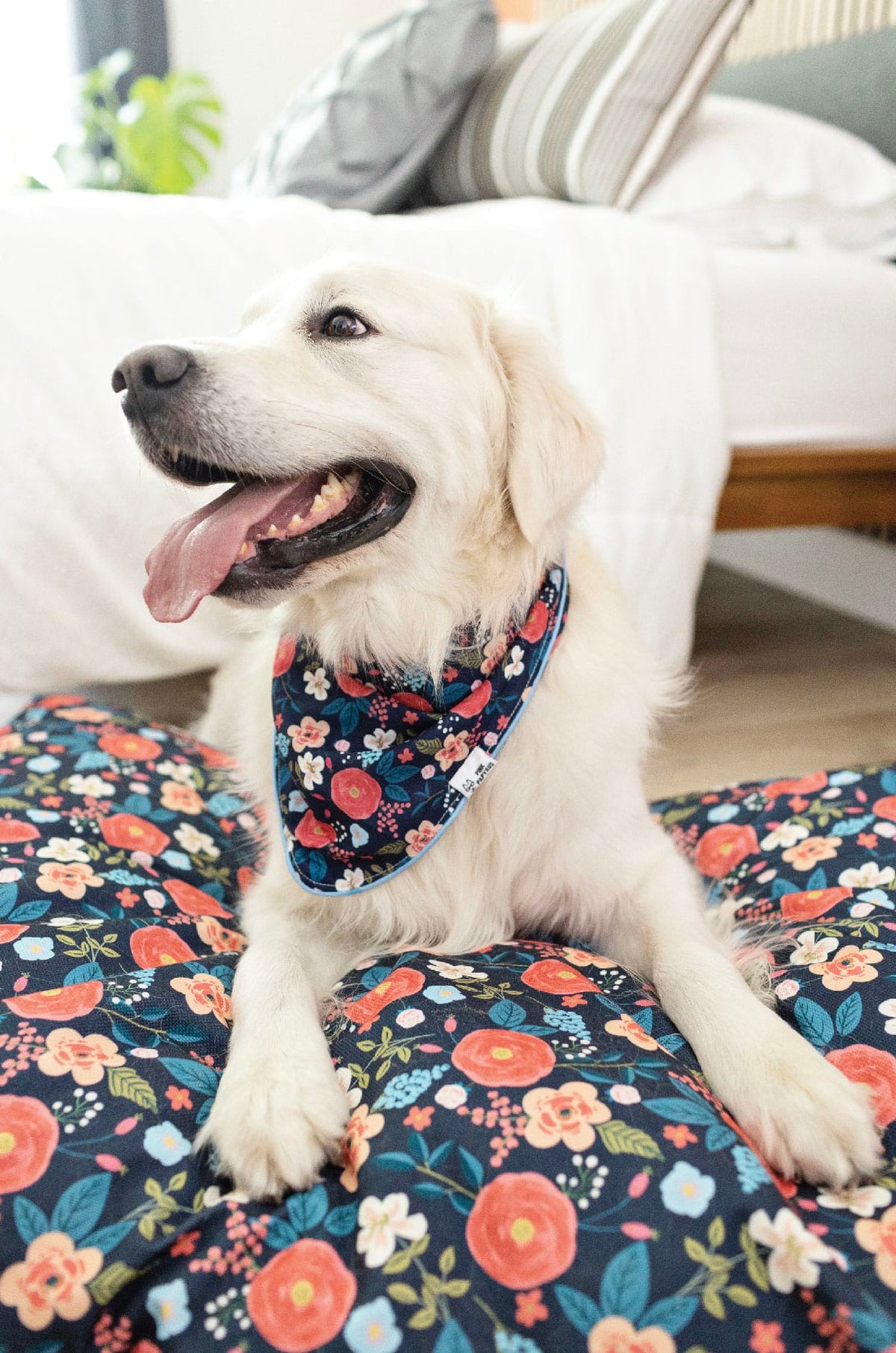 Riley Dog Bed